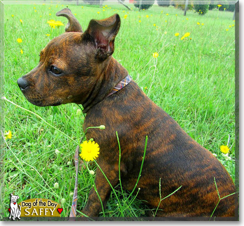 Saffy, the Dog of the Day