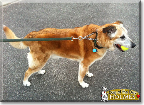 Holmes, the Dog of the Day