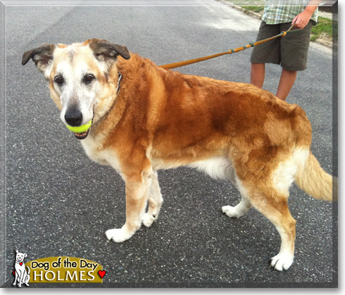 Holmes, the Dog of the Day