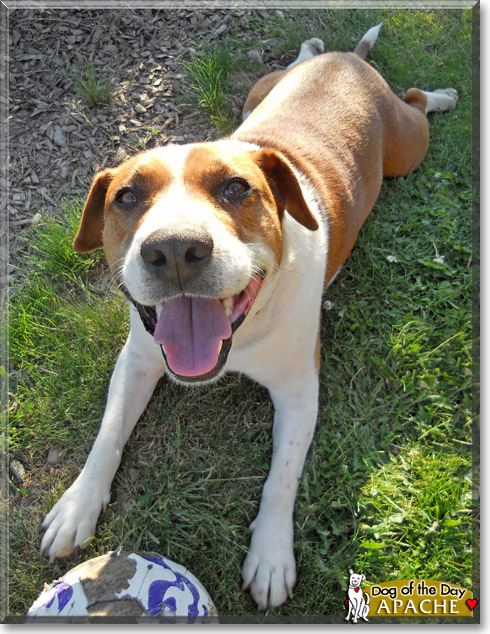 Apache, the Dog of the Day