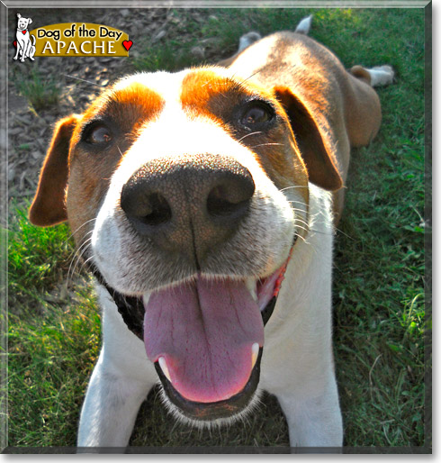 Apache, the Dog of the Day