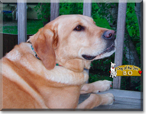 Bo, the Dog of the Day