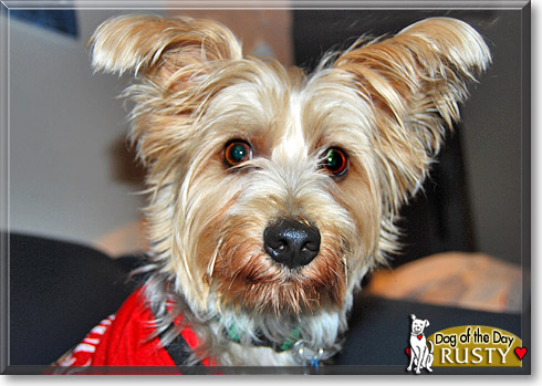 Rusty, the Dog of the Day
