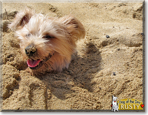 Rusty, the Dog of the Day