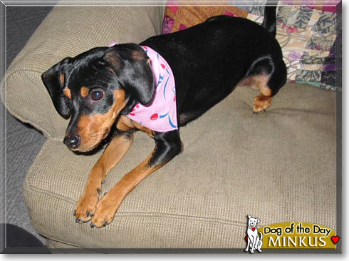 Minkus, the Dog of the Day