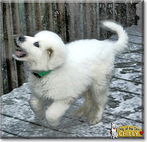 Chilly, the Dog of the Day