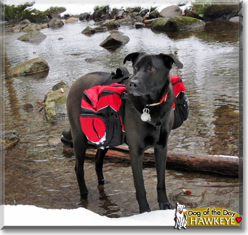 Hawkeye, the Dog of the Day