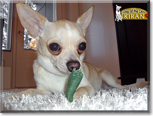 Kiran, the Dog of the Day