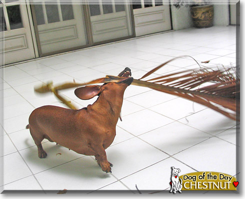 Chestnut, the Dog of the Day