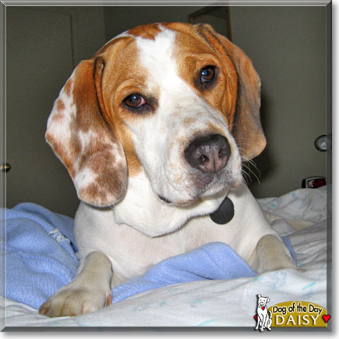 Daisy, the Dog of the Day Daisy, the Dog of the Day