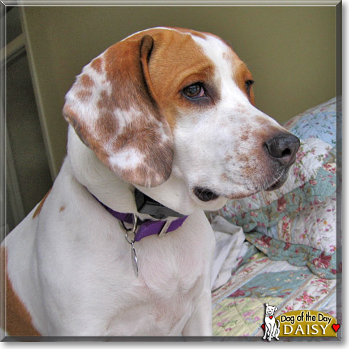 Daisy, the Dog of the Day Daisy, the Dog of the Day