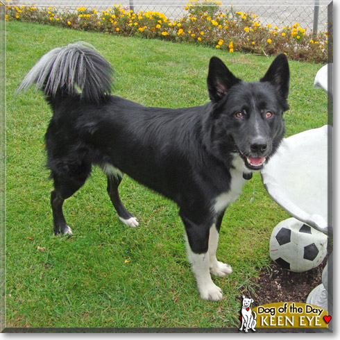 Keen Eye, the Dog of the Day