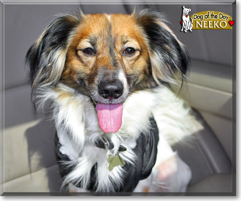 Neeko, the Dog of the Day