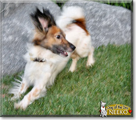 Neeko, the Dog of the Day