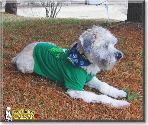 Caesar, the Dog of the Day