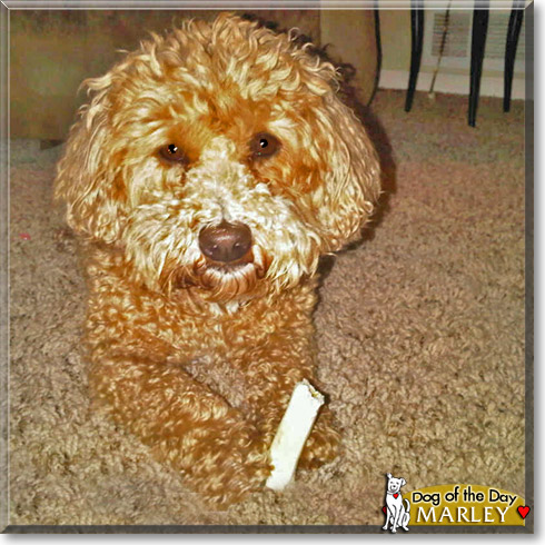 Marley, the Dog of the Day