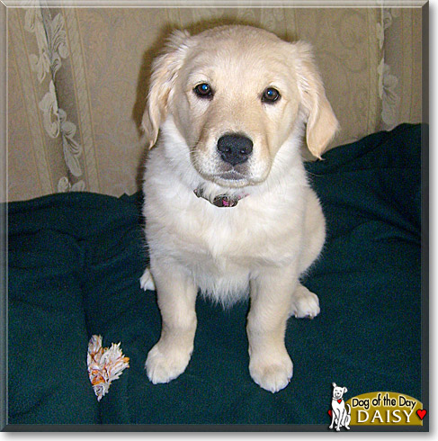 Daisy, the Dog of the Day