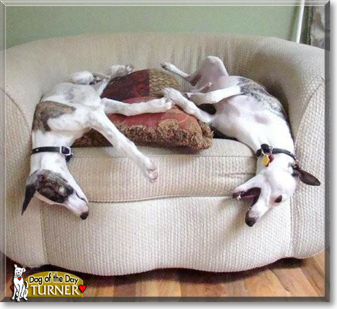 Turner, the Dog of the Day