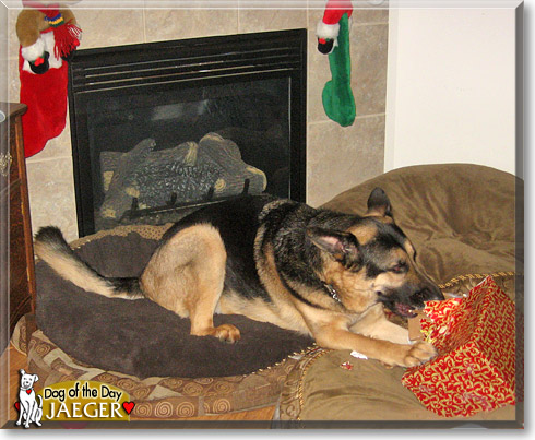 Jaeger, the Dog of the Day