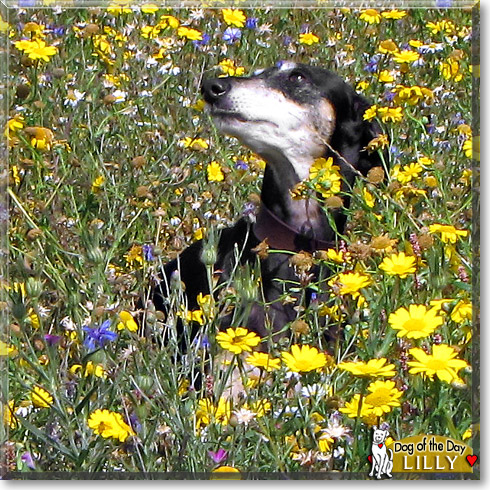 Lilly, the Dog of the Day