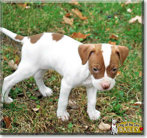 Bailey, the Dog of the Day