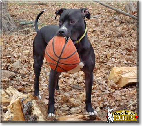Curtis, the Dog of the Day