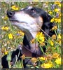 Lilly