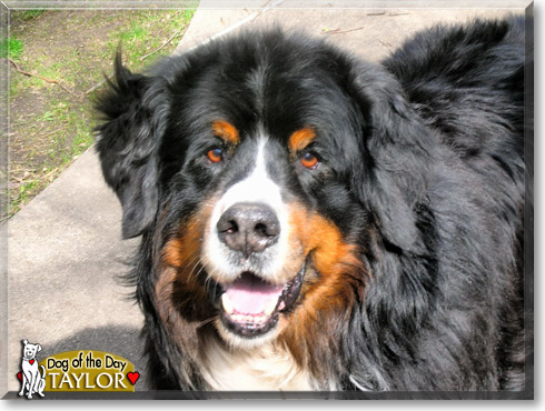 Taylor, the Dog of the Day