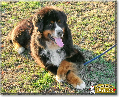Taylor, the Dog of the Day