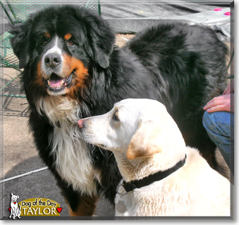 Taylor, the Dog of the Day