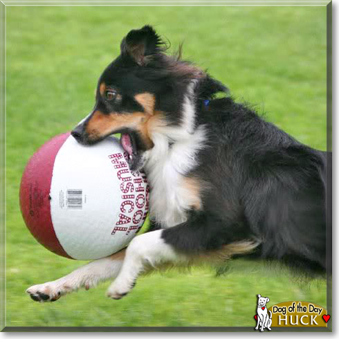 Huck, the Dog of the Day