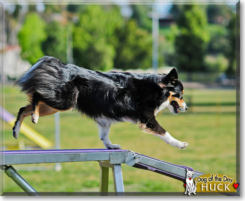 Huck, the Dog of the Day