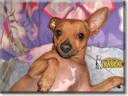 Rascal, the Dog of the Day