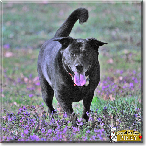 Pikey, the Dog of the Day