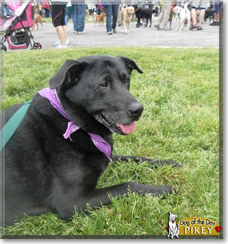 Pikey, the Dog of the Day