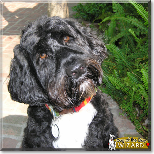Wizard, the Dog of the Day