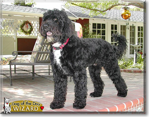 Wizard, the Dog of the Day