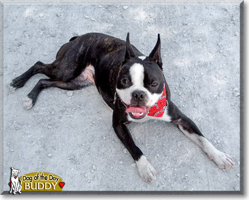 Buddy, the Dog of the Day