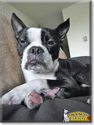 Buddy, the Dog of the Day
