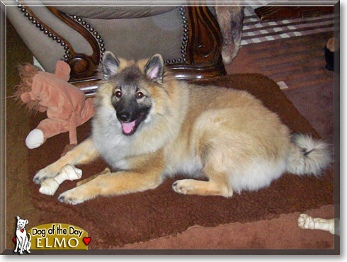 Elmo, the Dog of the Day