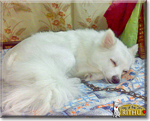 Rithu, the Dog of the Day