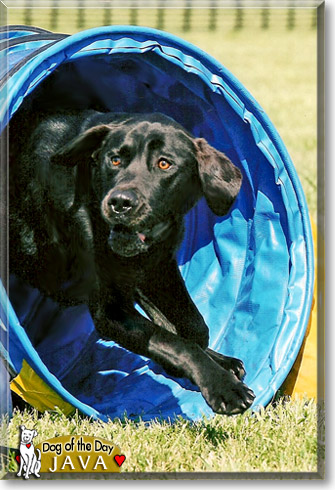 Java, the Dog of the Day
