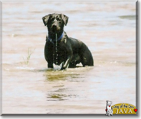 Java, the Dog of the Day