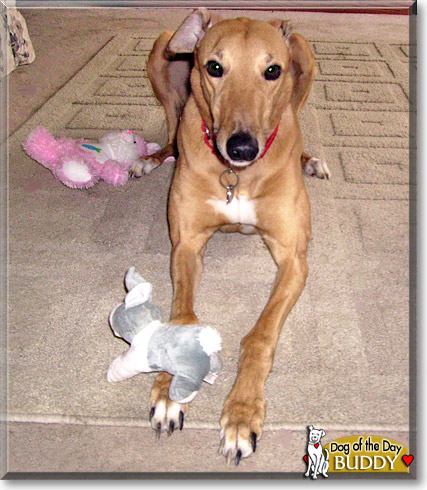Buddy, the Dog of the Day