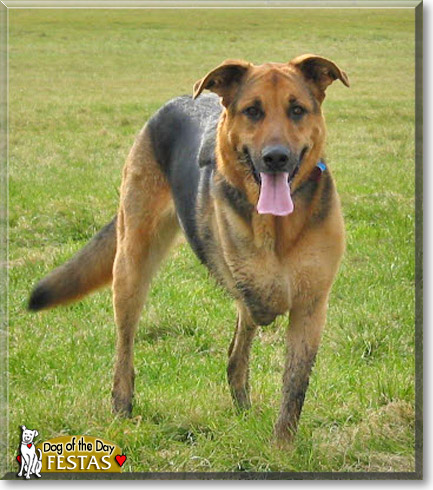 Festas, the Dog of the Day