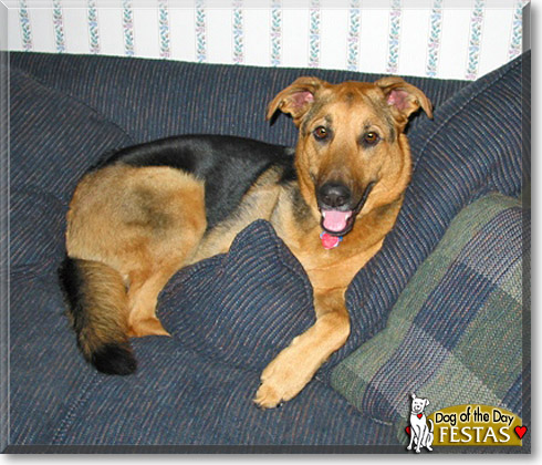 Festas, the Dog of the Day