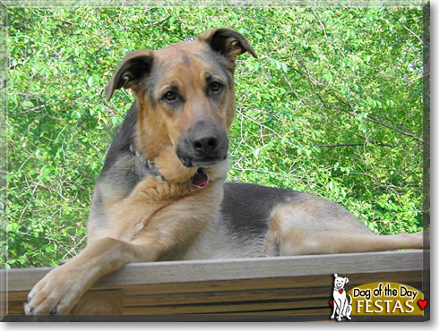 Festas, the Dog of the Day