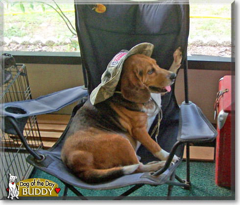 Buddy, the Dog of the Day