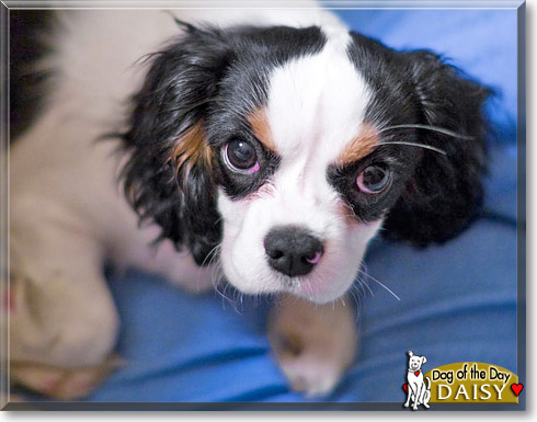 Daisy, the Dog of the Day