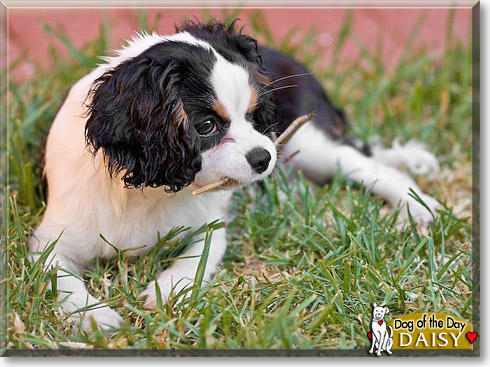 Daisy, the Dog of the Day